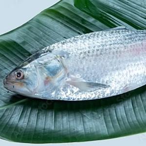 ইলিশ  (1.800kg-2.000kg)
